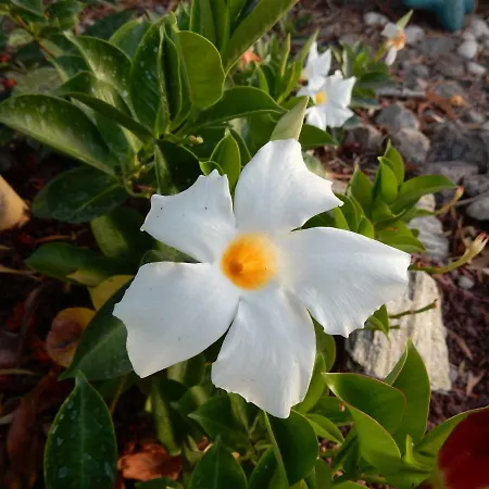 Florida 아파트
