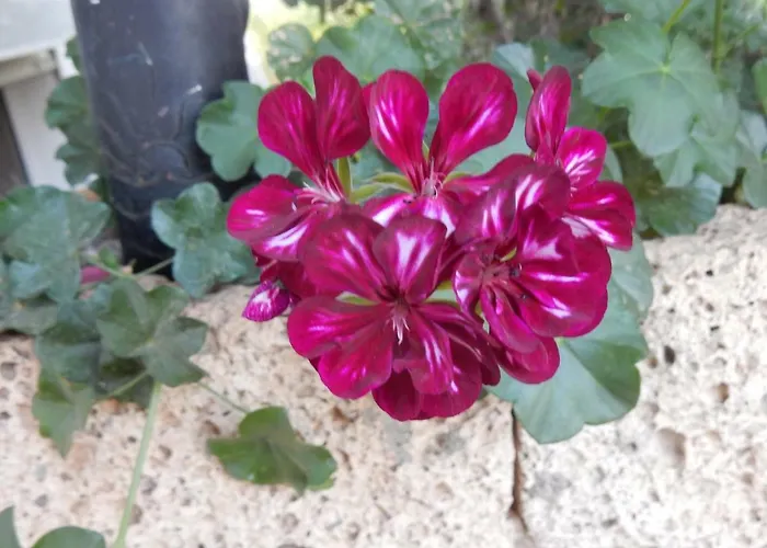 Florida Appartamento *