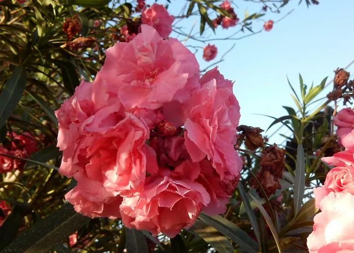 Florida * San Miguel de Abona