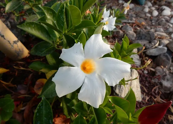 Florida Appartamento