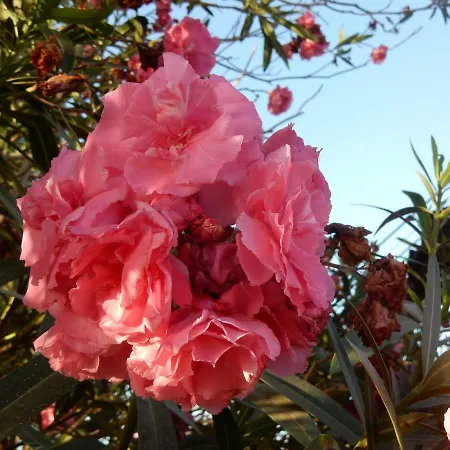 Florida * San Miguel de Abona